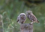 Steinkautz - Little Owl (Athene noctua)